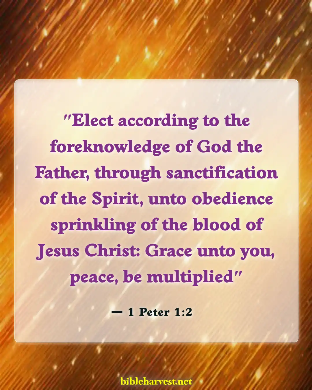 Bible Verses About Predestineds (1 Peter 1:2)