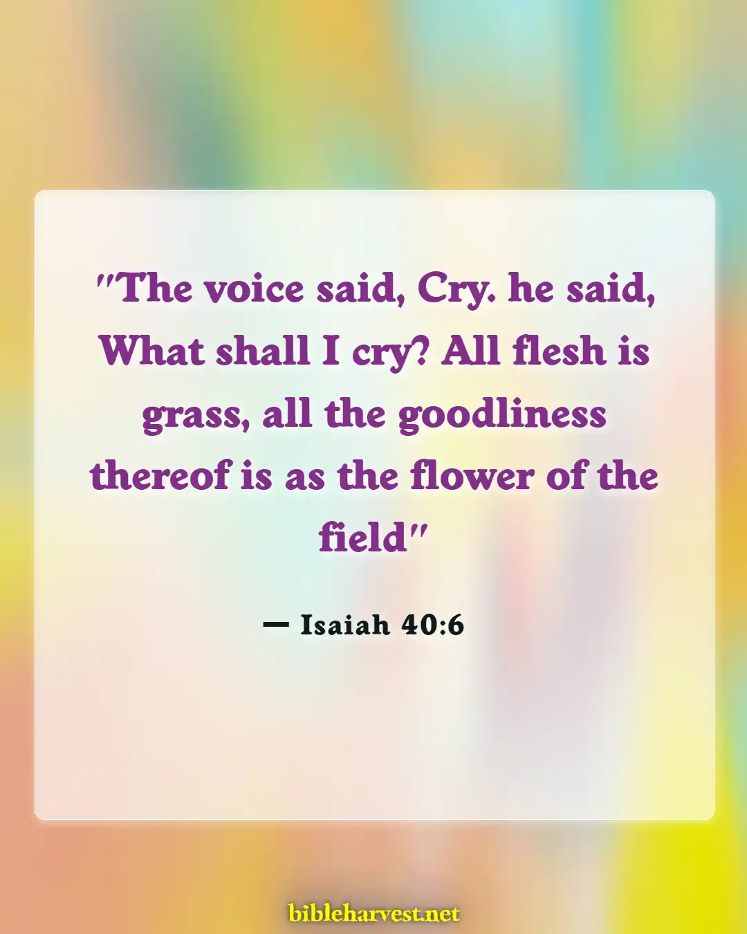 Bible Verses About Flowers Blooming (Isaiah 40:6)
