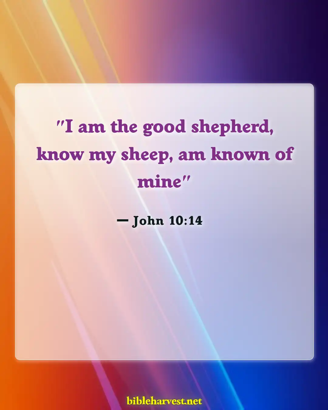 Bible Verses About God Will Take Care Of Yous (John 10:14)