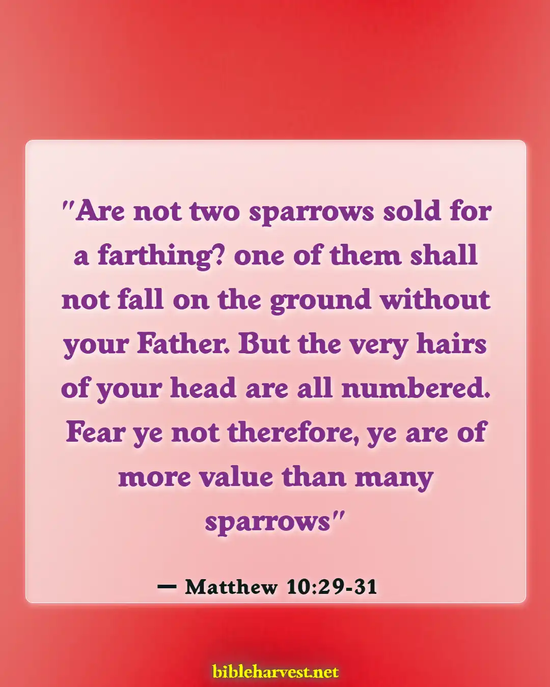 Bible Verses About You Are Valuable To God (Matthew 10:29-31)