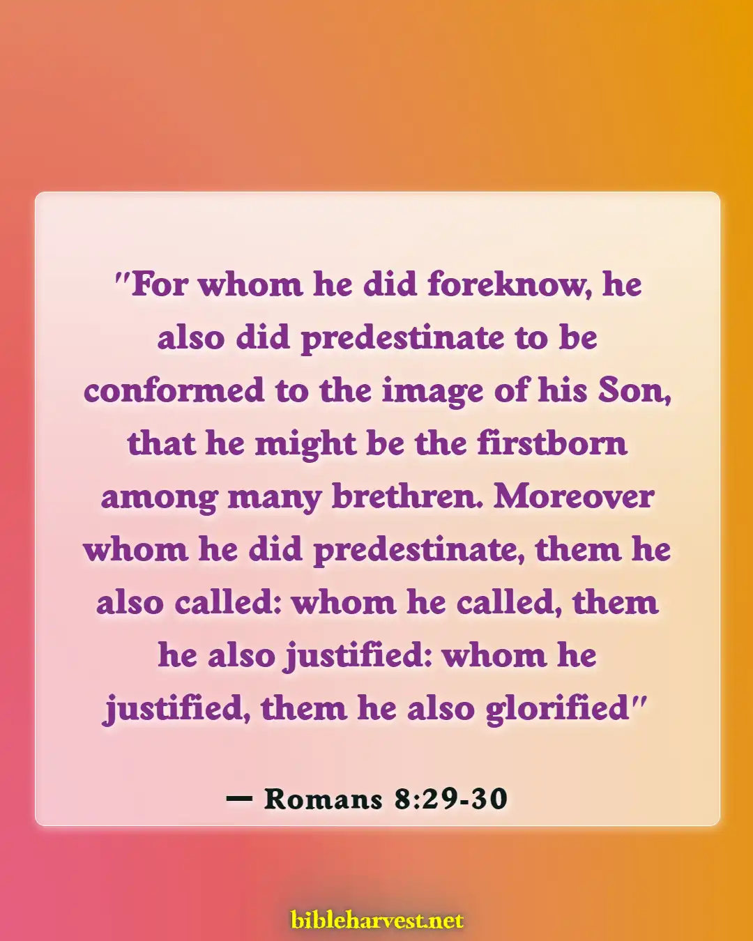 Bible Verses About God's Sovereignty (Romans 8:29-30)