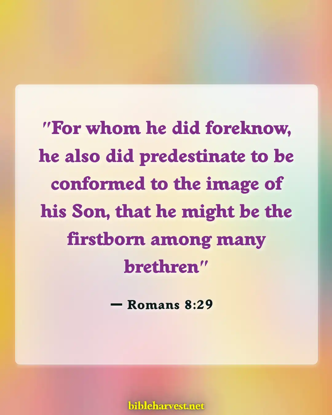 Bible Verses About Predestineds (Romans 8:29)